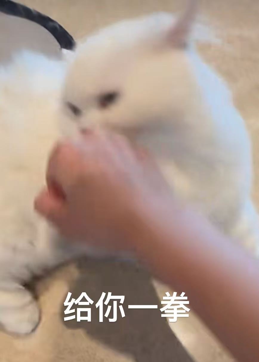 喵喵
